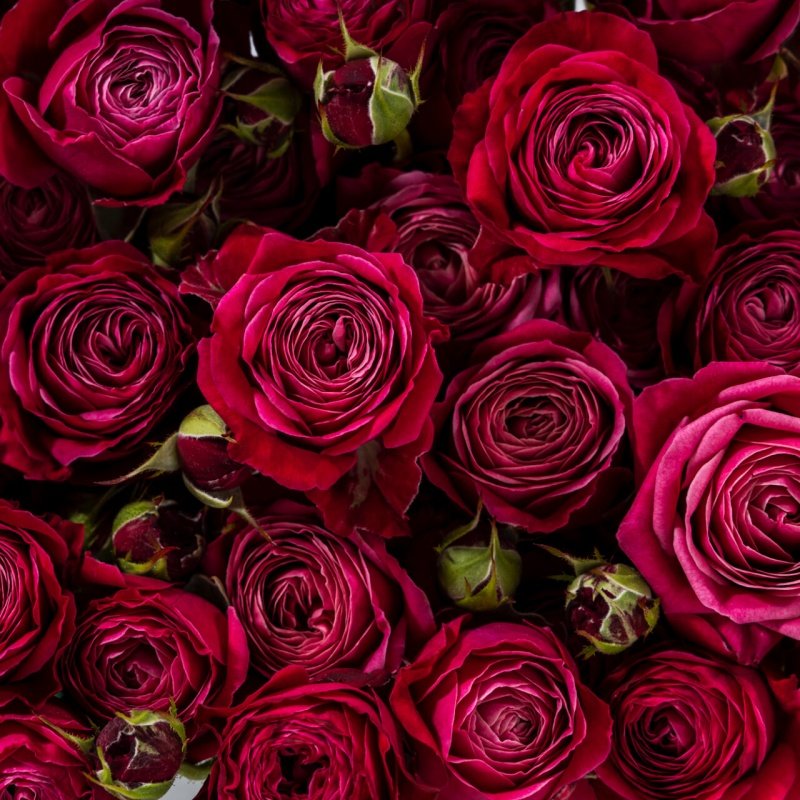 Party Trendsetter Rose Plant｜潮流派对 image 4