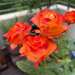 Orange Romantica Rose Plant｜浪漫橙色 image 3