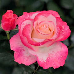 Nostalgie Rose Plant|乡愁 image 2