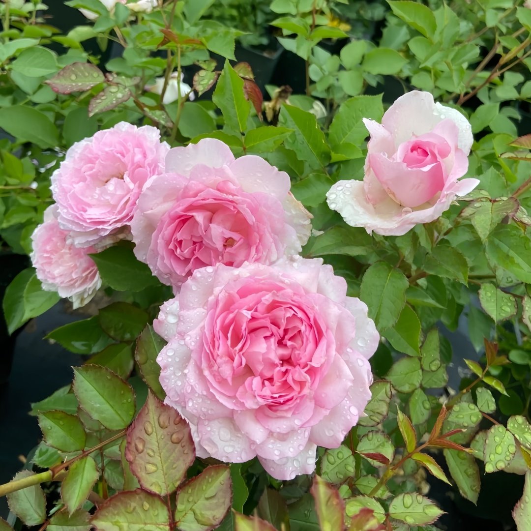 Martha Rose Plant｜玛莎 image 6
