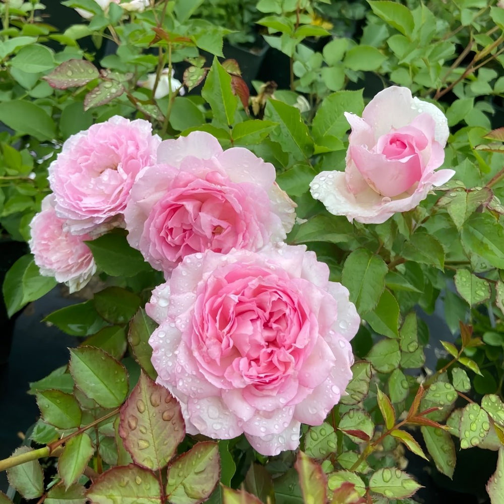 Martha Rose Plant｜玛莎 image 6