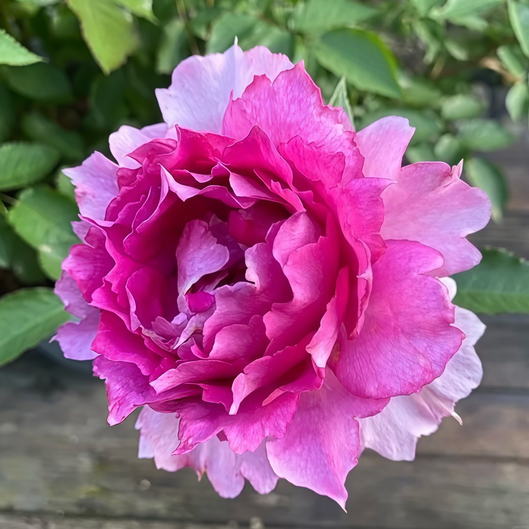 Sheherazade Rose Plant| 天方夜谭 image 3