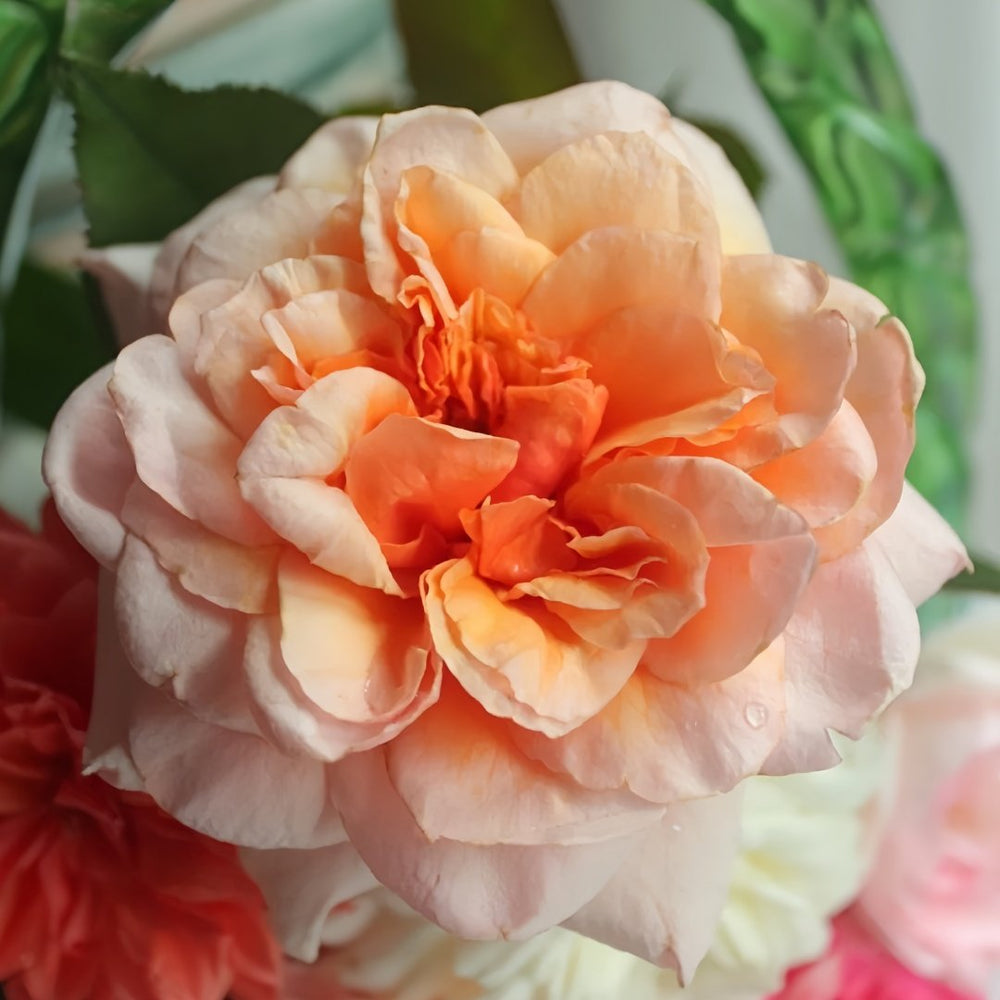 Versigny Rose Plant|维尔西尼 image 3