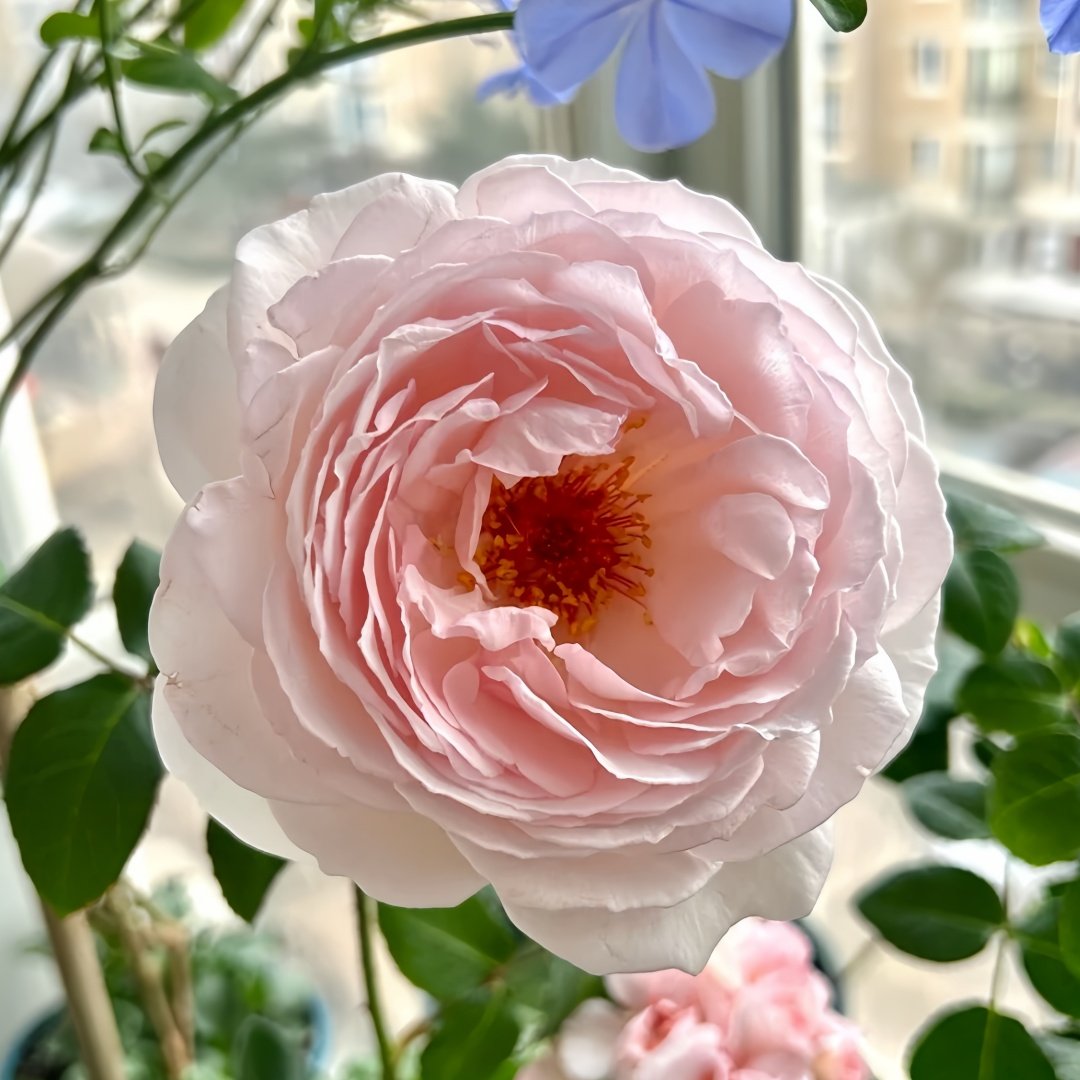 Yves Wishing Rose Plant|伊芙心愿 image 9