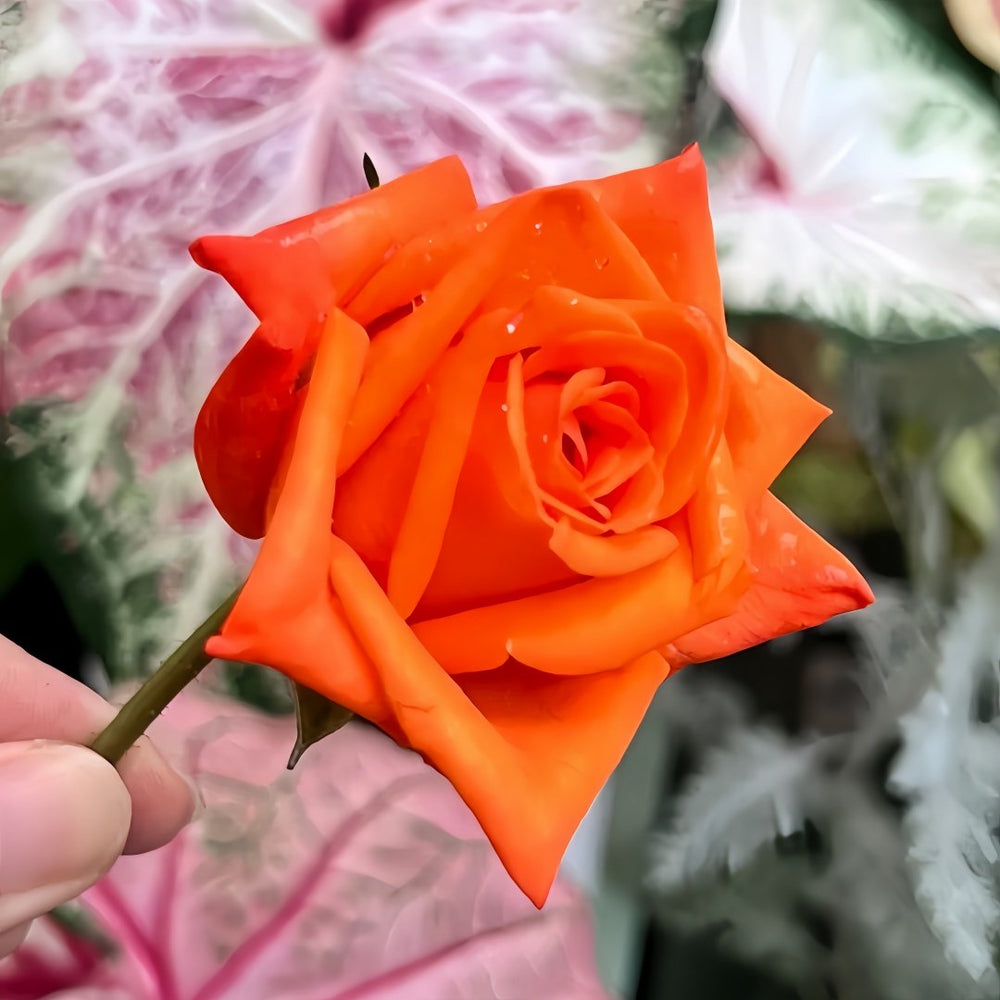 Voodoo Rose Plant｜巫术 image 7