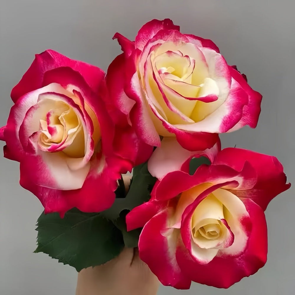 Double Delight Rose Plant｜红双喜 image 7