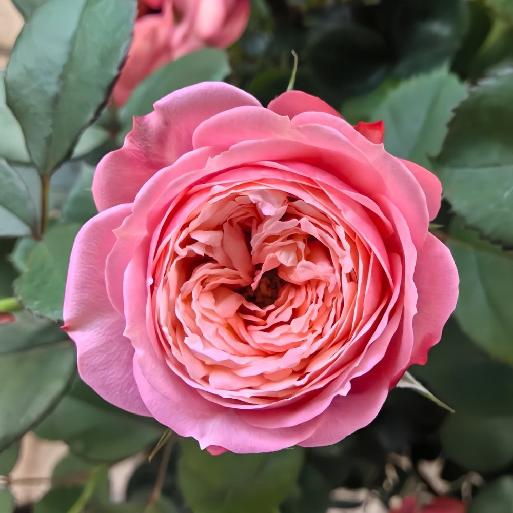 Bico Baby Romantica Rose Plant|浪漫比克 image 1
