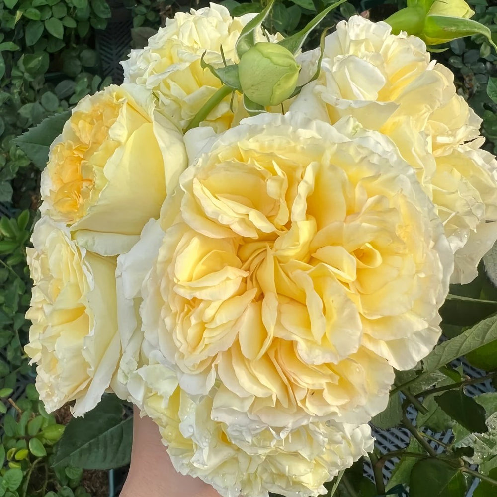 Sicilienne Rose Plant｜西西里舞曲 image 4