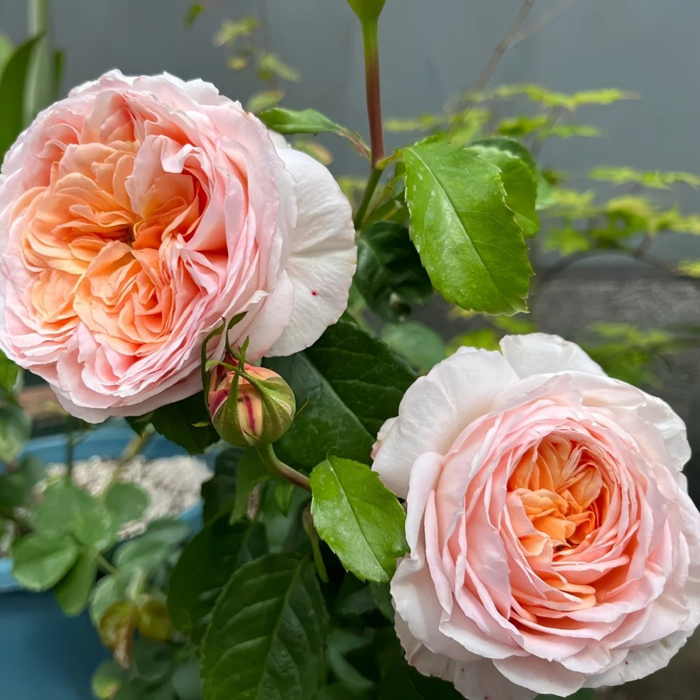 Domaine de Chantilly Rose Plant ｜玫瑰香橙 image 9