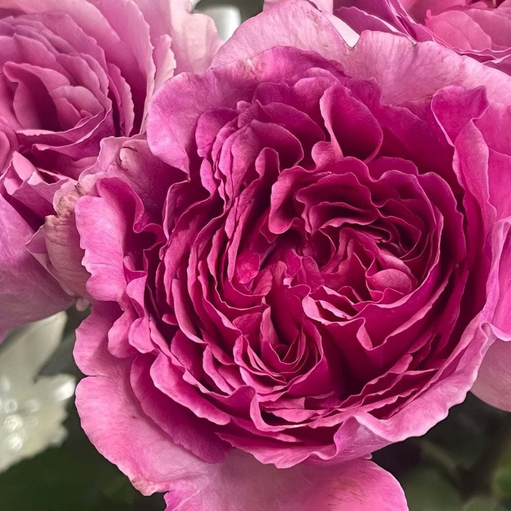 Aromatique Rose Plant｜伊芙芳香世家 image 6