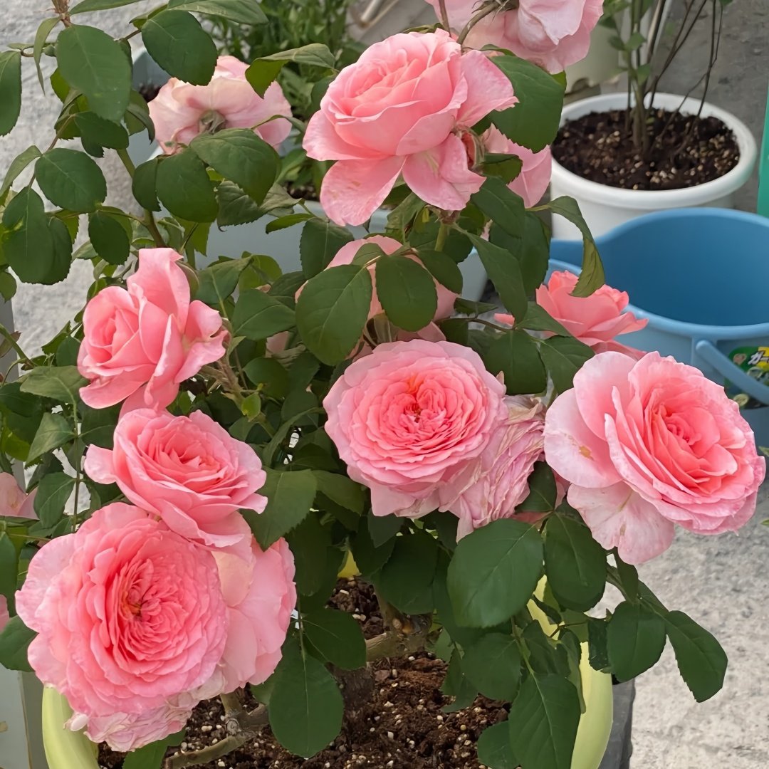 Salmanasar Rose Plant|萨尔曼莎 image 8