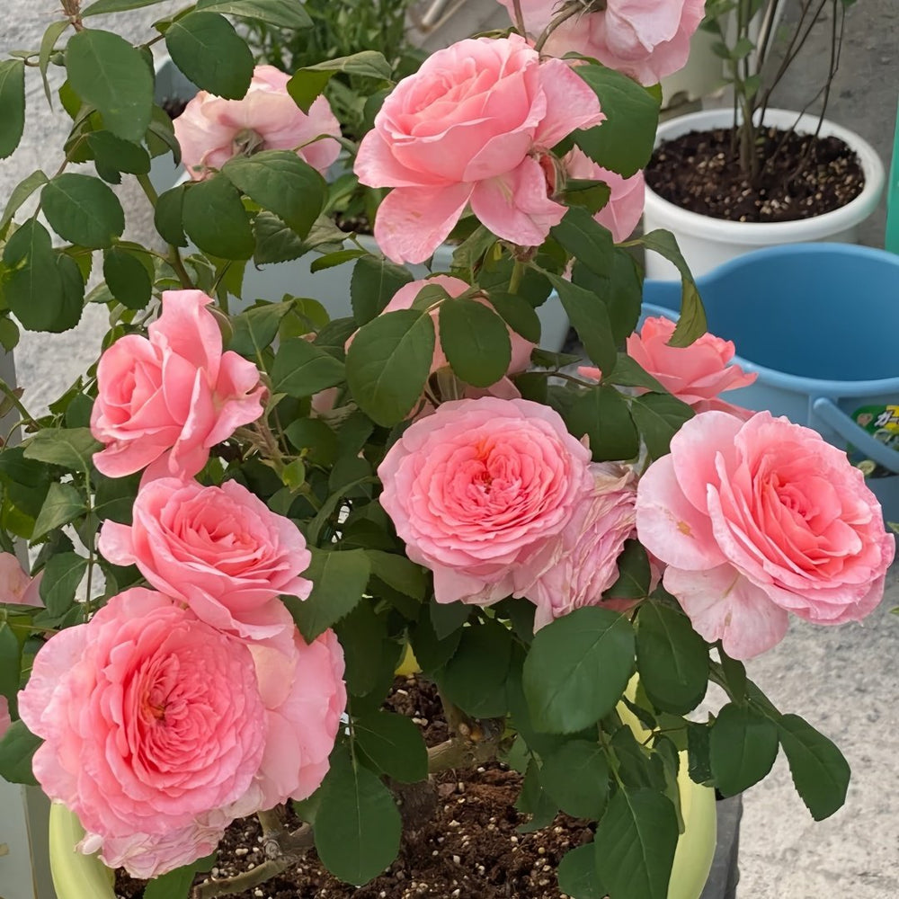 Salmanasar Rose Plant|萨尔曼莎 image 8
