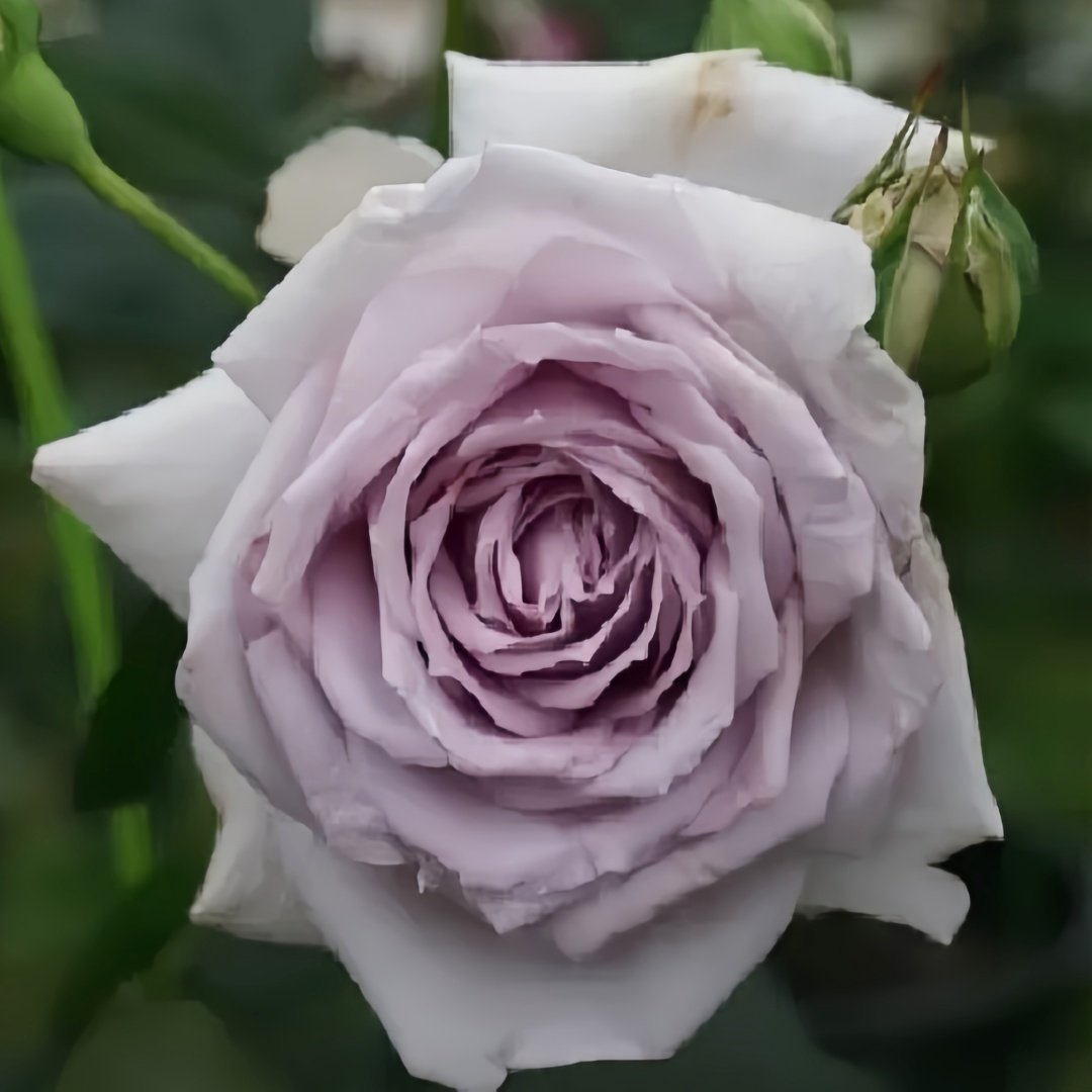 Noble Shine Rose Plant|贵族礼光 image 7