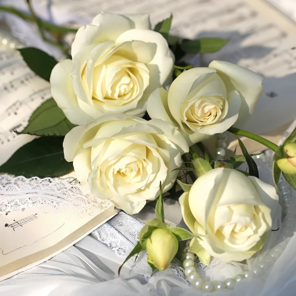 White Chocolate Rose Plant|白巧克力 image 5