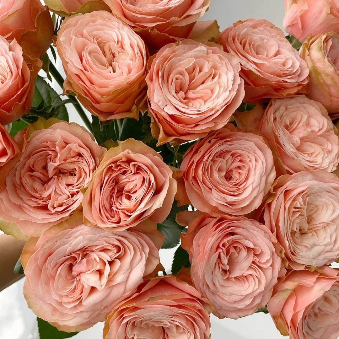 Kahala Rose Plant|卡哈拉 image 8