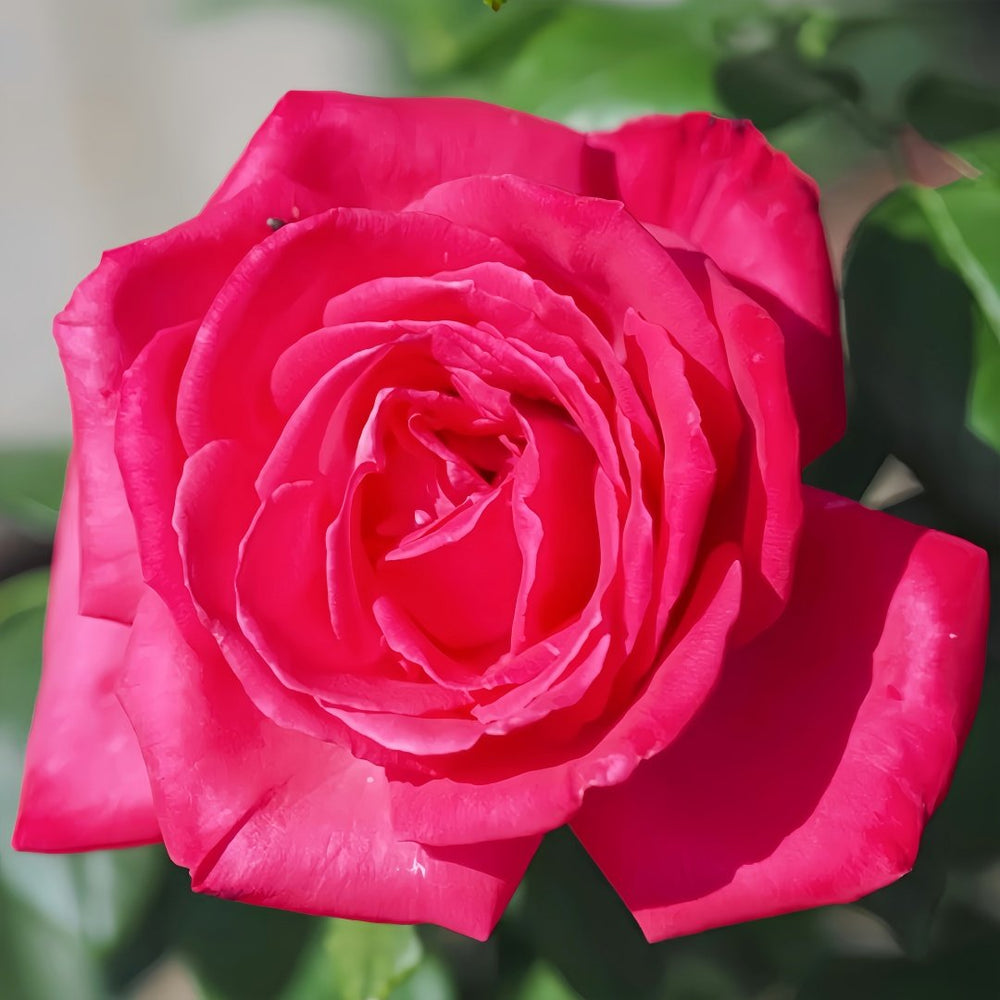 Lolita Lempicka Rose Plant|洛丽塔 image 3