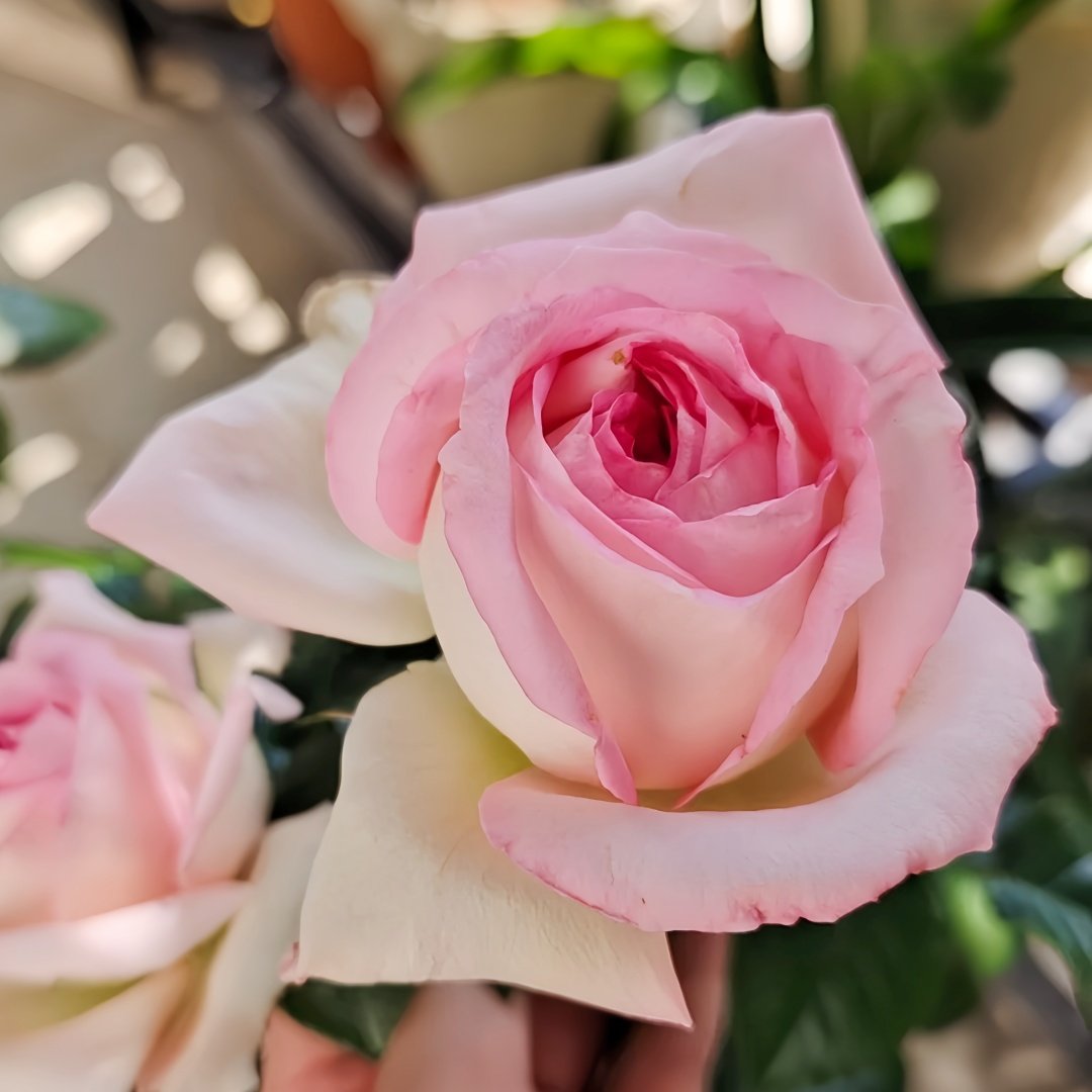 Ragazza Rose Plant|米兰少女 image 4