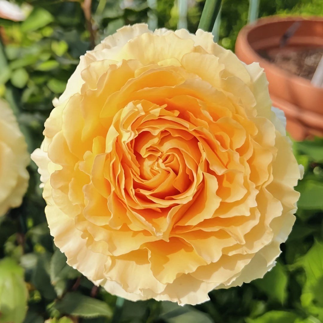 Dun Huang Rose Plant｜敦煌玫瑰 image 0