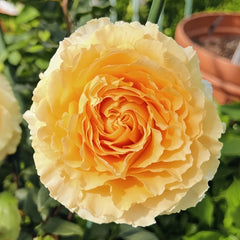 Dun Huang Rose Plant｜敦煌玫瑰 image 0