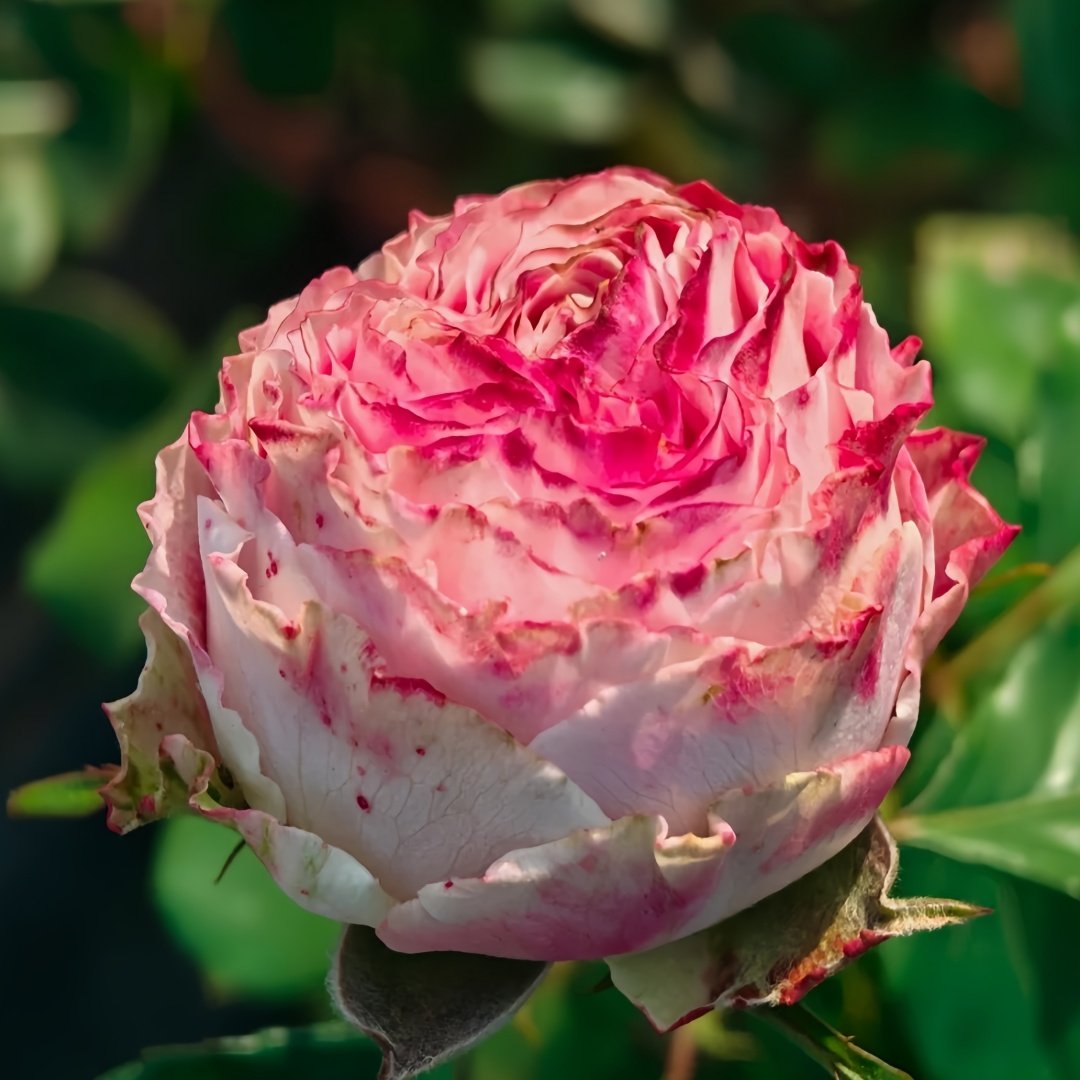 Piccadilly Circus Rose Plant｜皮卡迪利广场 image 6