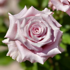 Lady Raphaela Rose Plant｜珍珠项链 image 0