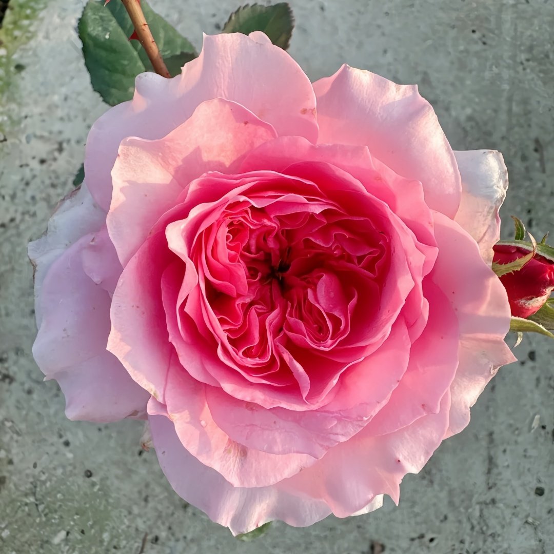 Millicent Rose Plant|米利森特 image 3