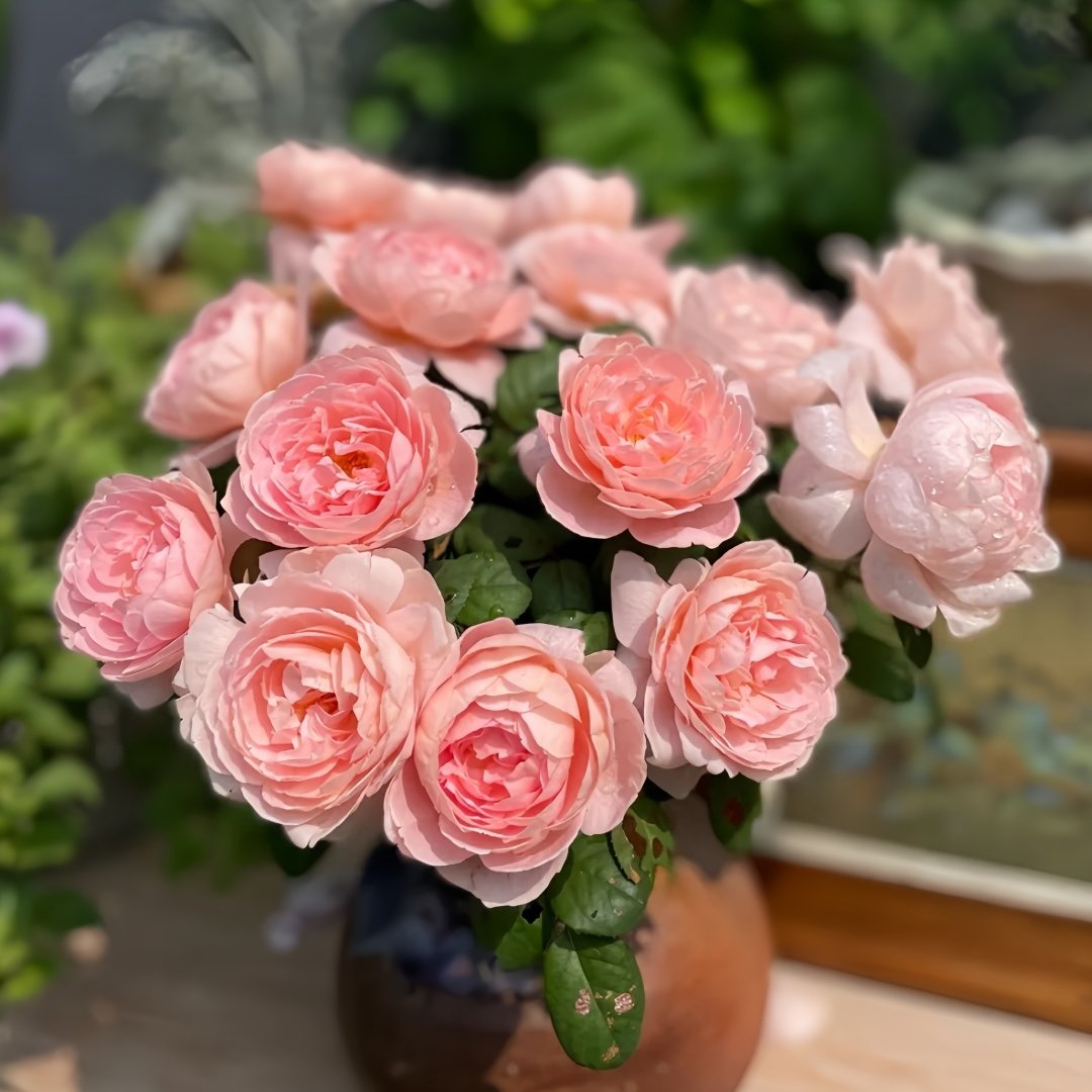 Queen of Sweden Rose Plant｜瑞典女王 image 6