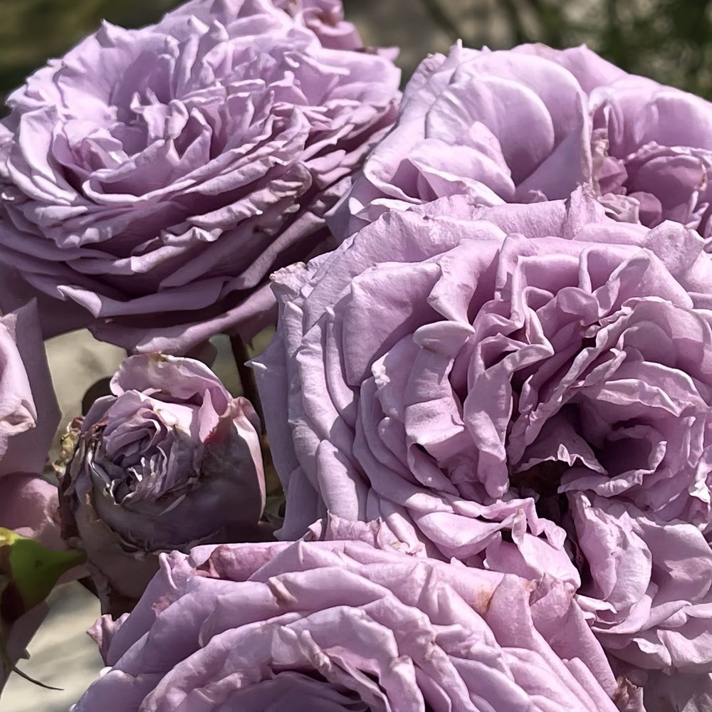 Lilienthal Rose Plant｜李林塔尔 image 7