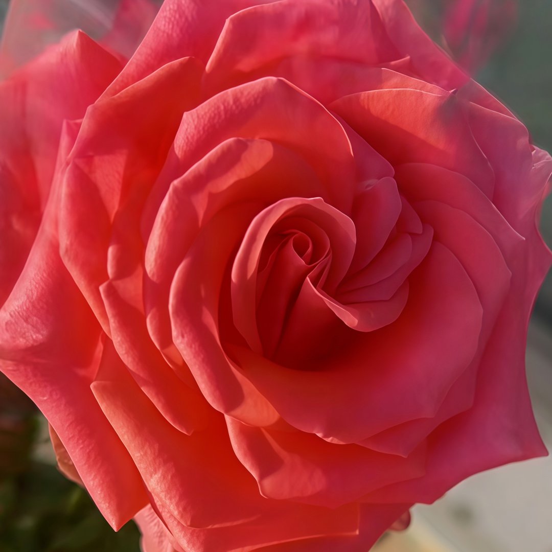 Amsterdam Rose Plant ｜阿姆斯特丹 image 3