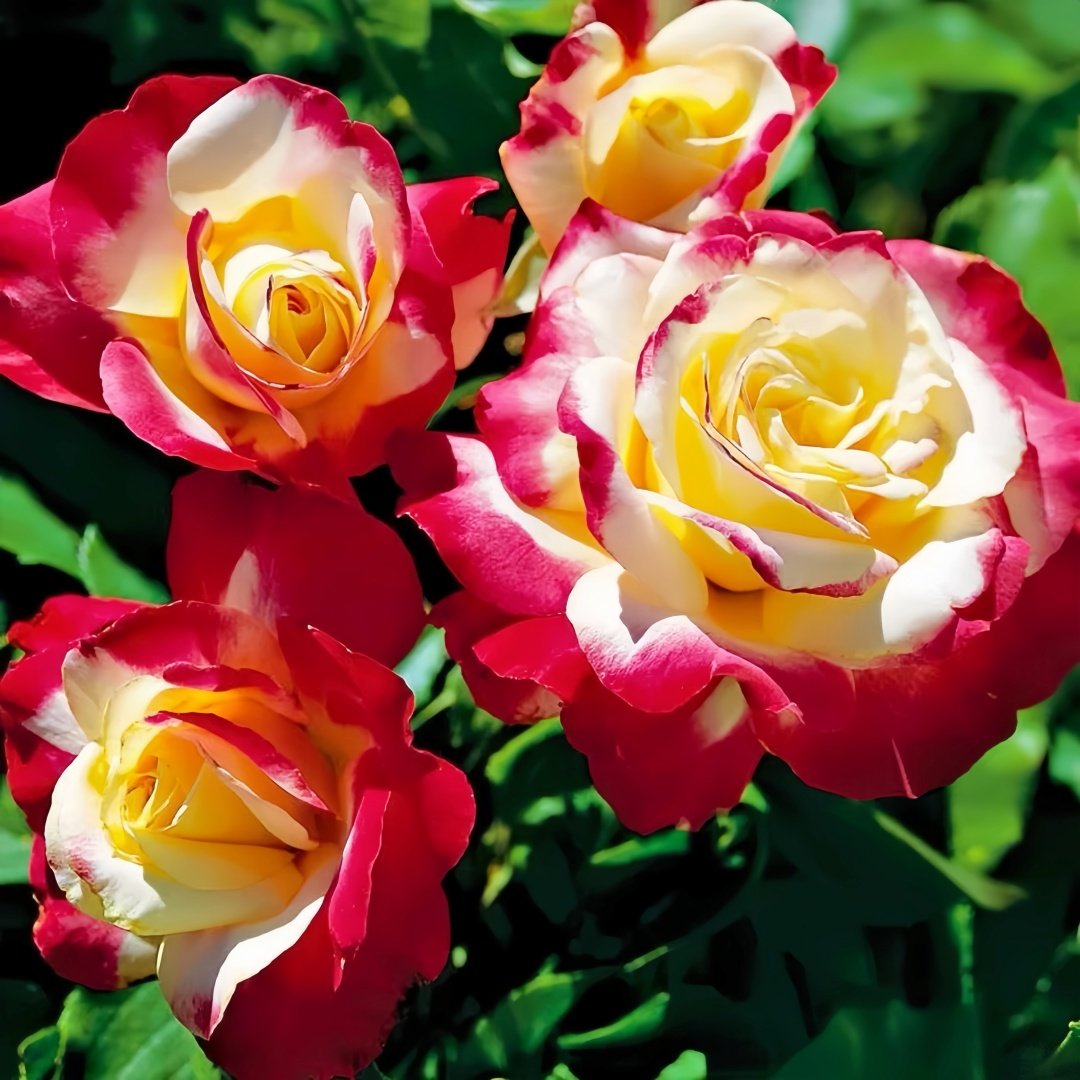 Double Delight Rose Plant｜红双喜 image 6