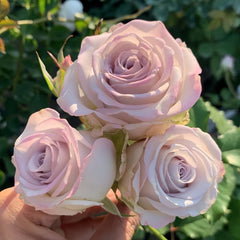 Nautica Rose Plant|诺蒂卡/海洋之心 image 3