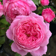 Lady Heirloom Rose Plant|女人的遗产 image 0