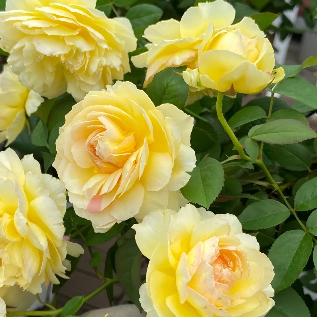 Kagerou Rose Plant｜蜉蝣 image 7
