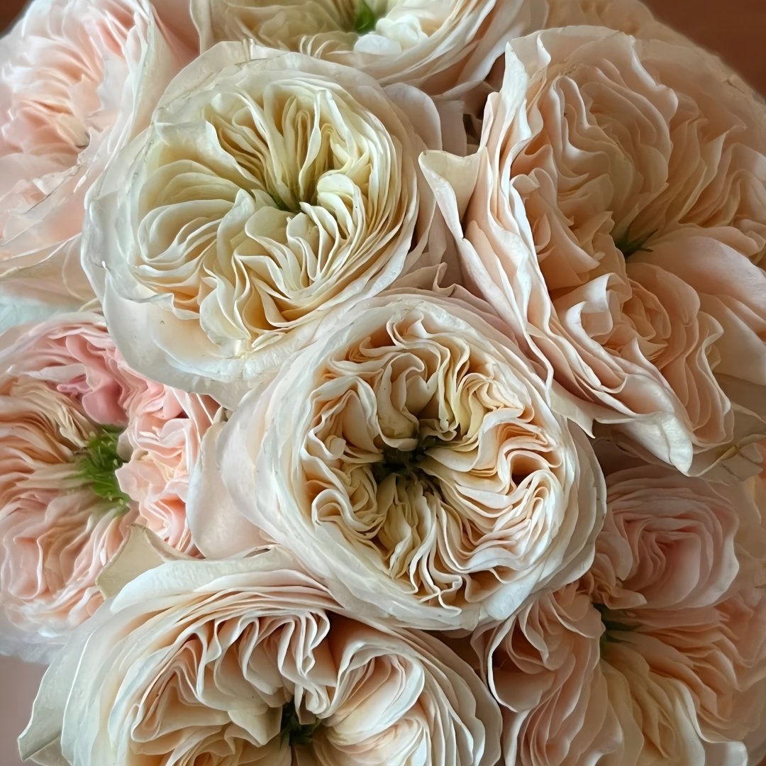 Stanley Abbey Rose Plant｜斯坦利修道院 image 4