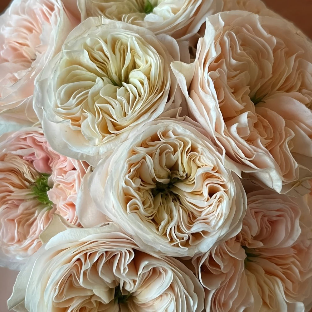 Stanley Abbey Rose Plant｜斯坦利修道院 image 4