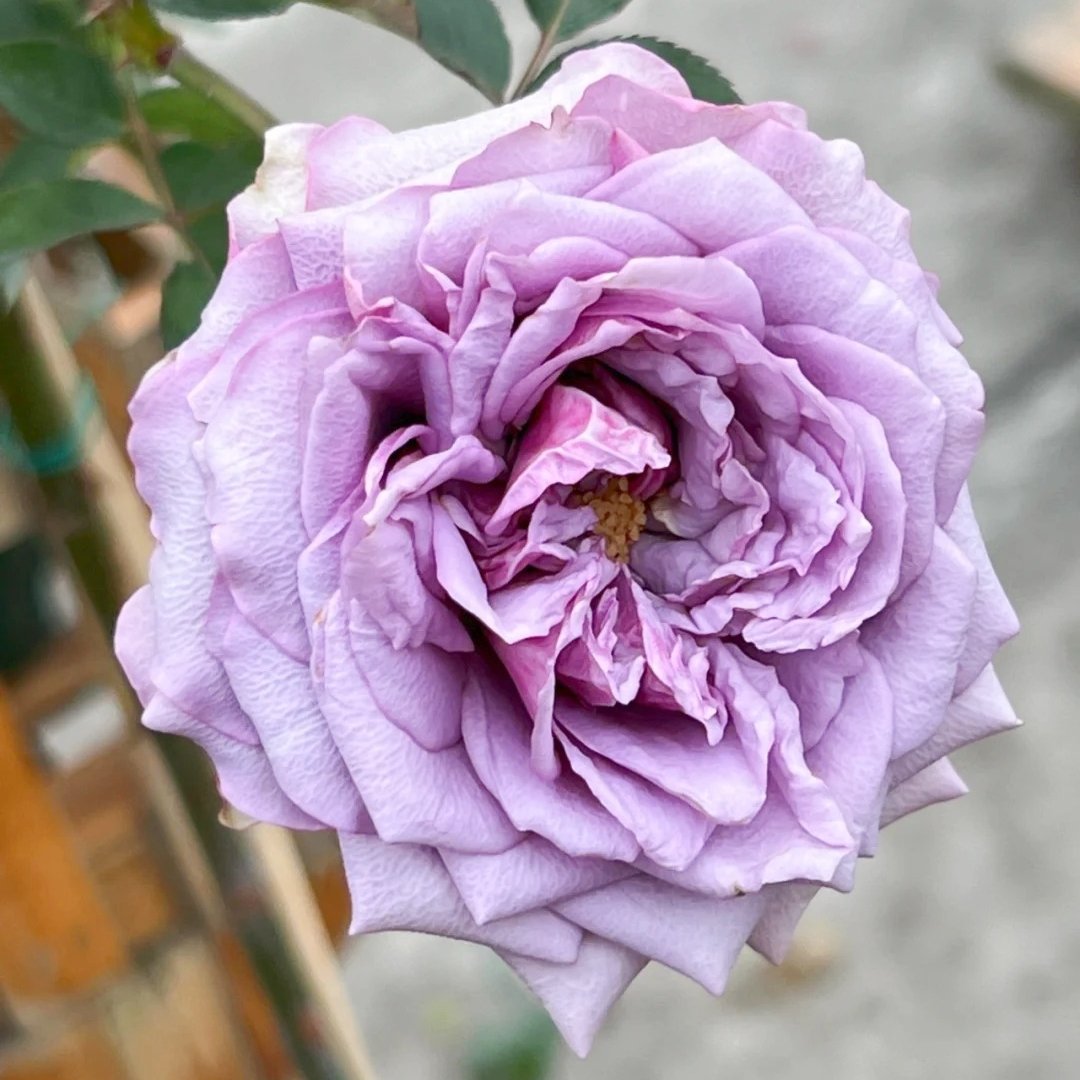 Coffret Rose Plant | 首饰盒 image 8