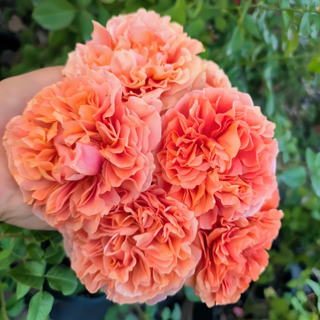 Belle d’Anjou Rose Plant｜安茹美人 image 3