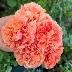 Belle d’Anjou Rose Plant｜安茹美人 image 3