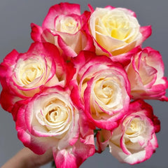 Double Delight Rose Plant｜红双喜 image 0