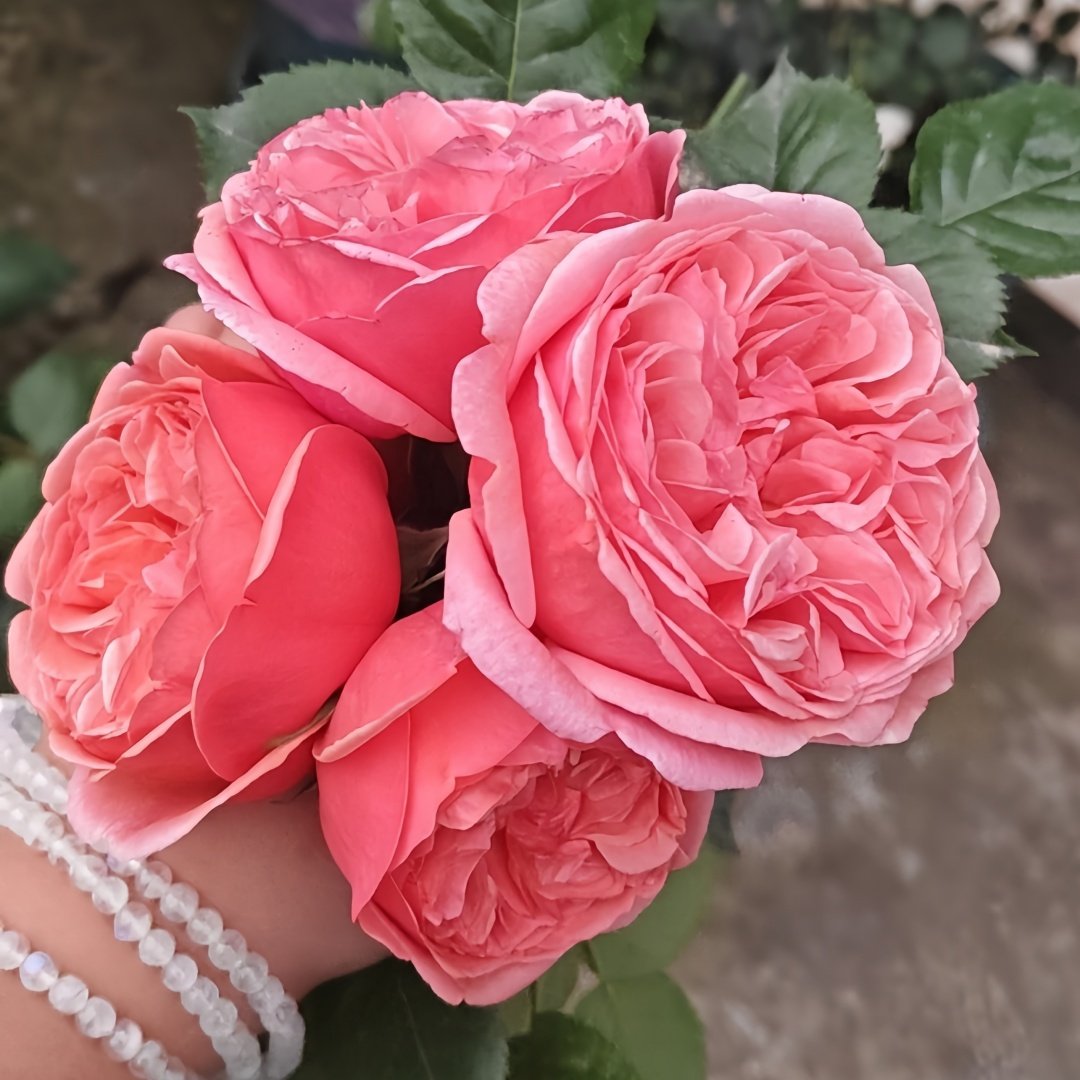 Paul Klee Rose Plant|保罗克利 image 8