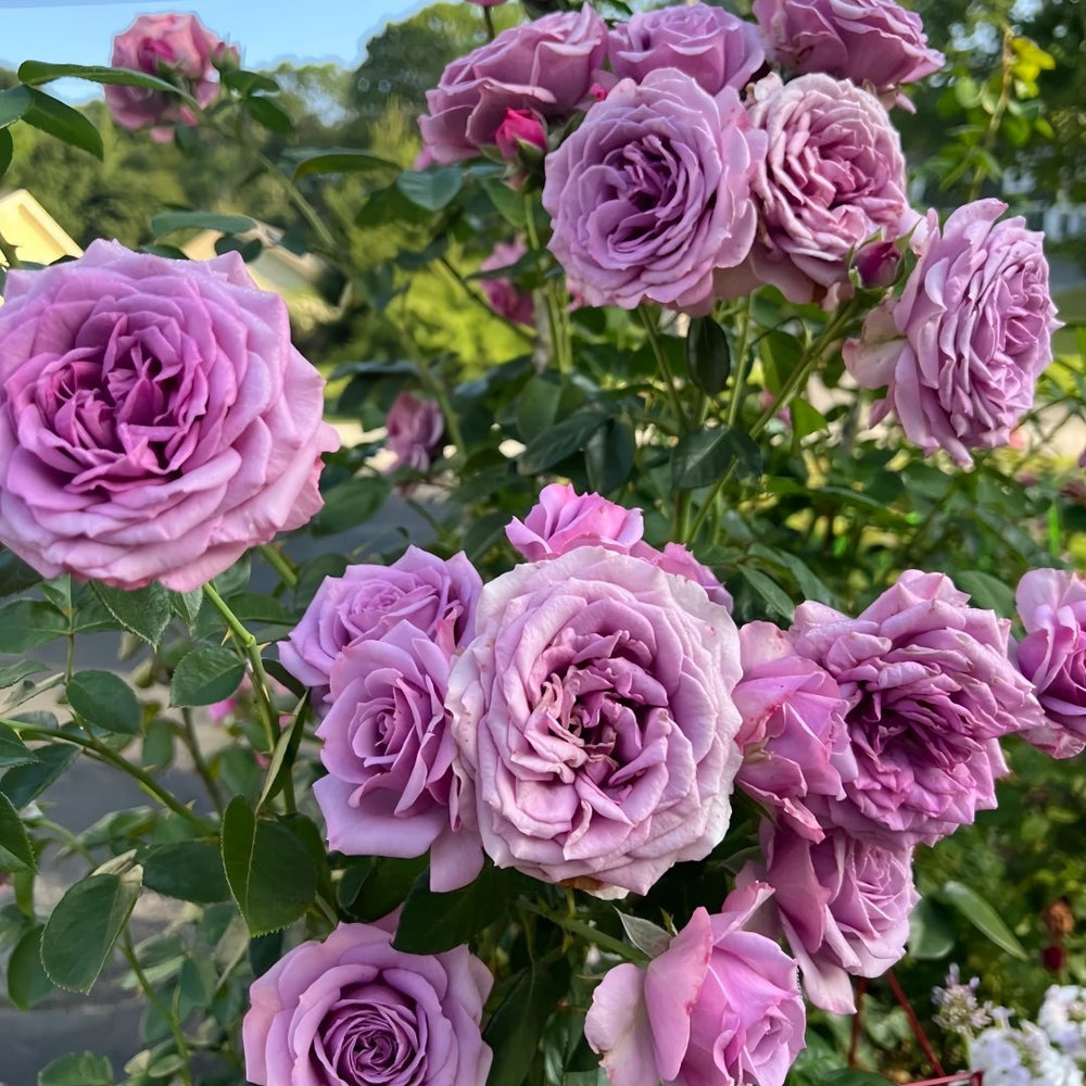 Quick Silver Rose Plant|快银 image 6