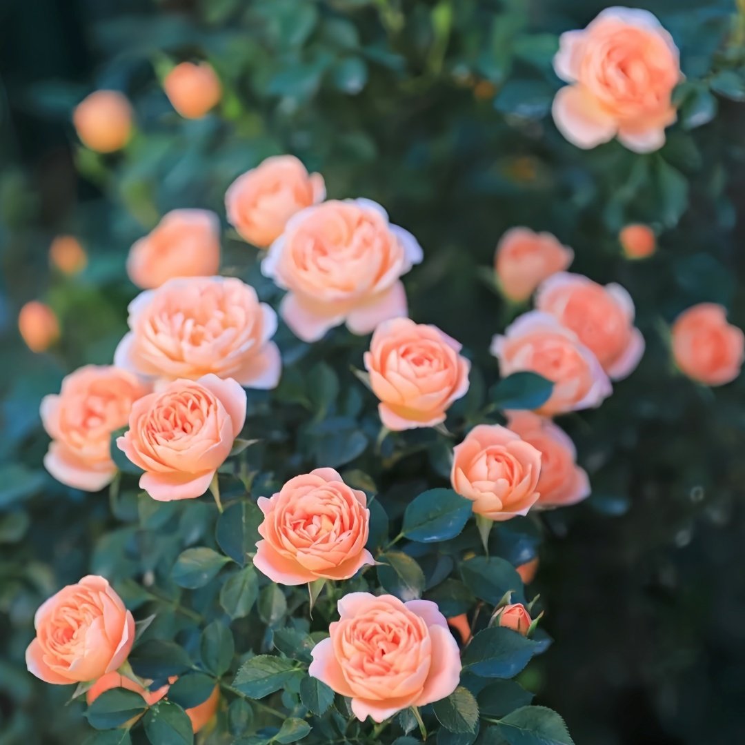 Sweet Dream Rose Plant｜甜梦 image 7
