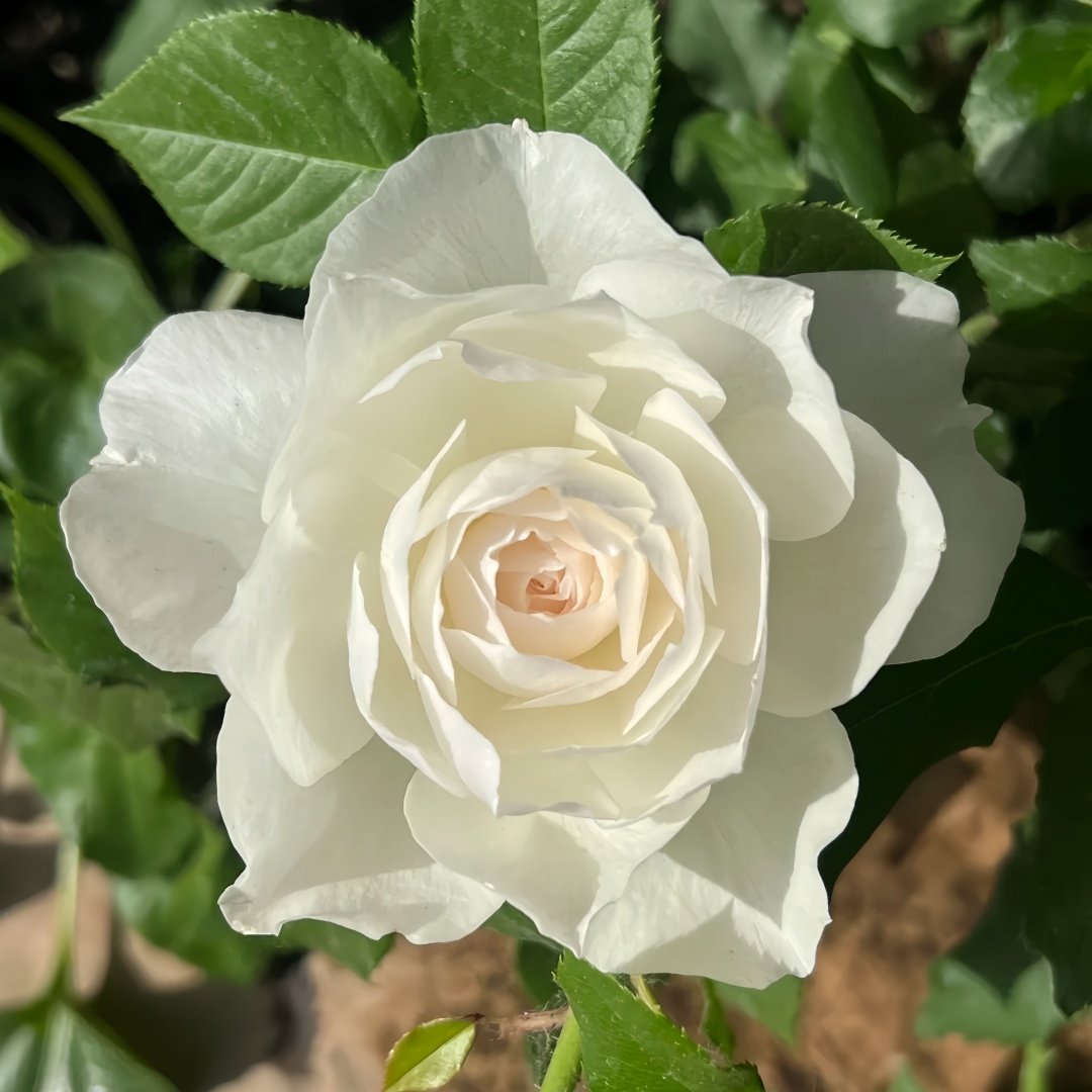 Shizuku Rose Plant|心之水滴 image 4