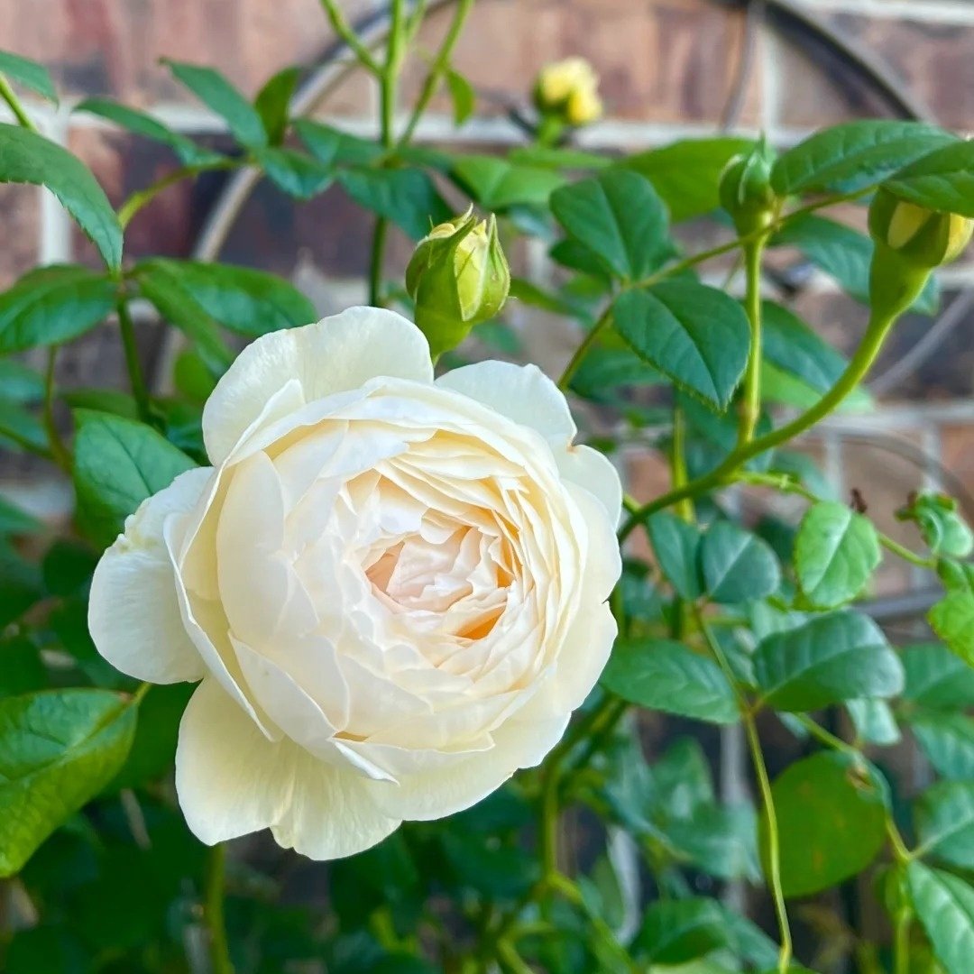 Claire Austin Rose Plant|克莱尔奥斯汀 image 12