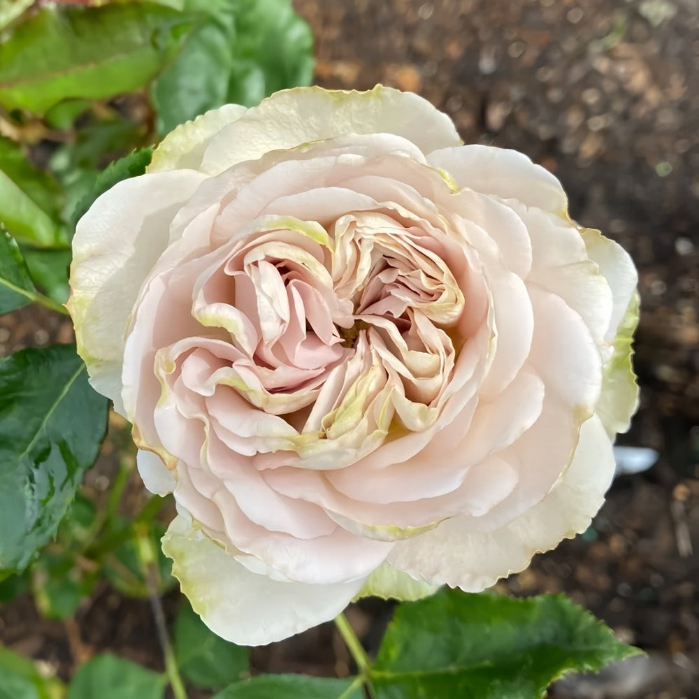 Notre Dame Rose Plant|巴黎圣母院 image 7