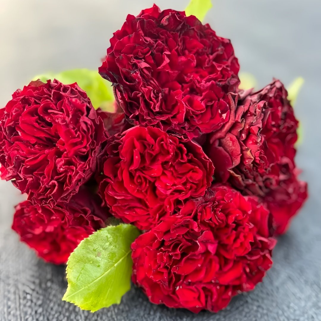 Lovett Rose Plant｜爱之花 image 6