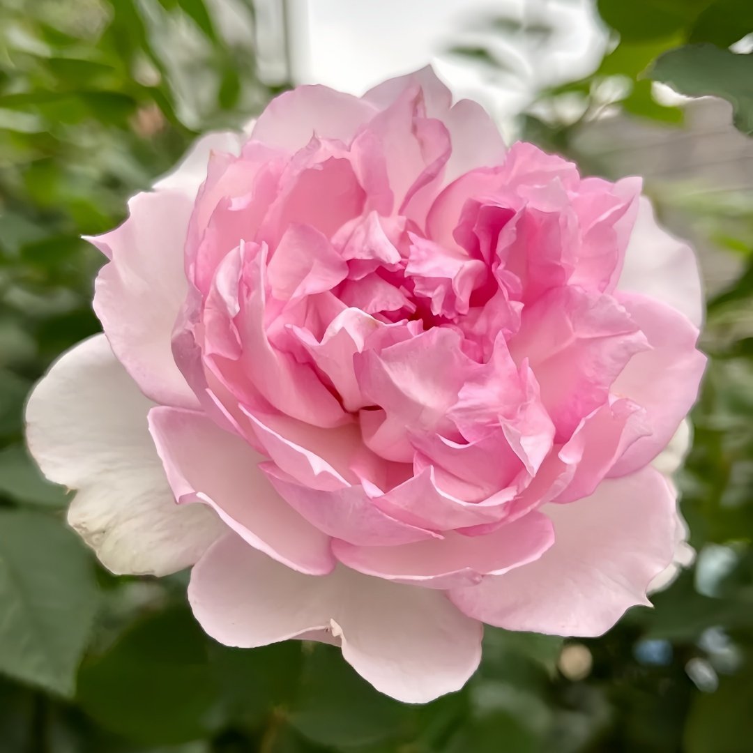 Martha Rose Plant｜玛莎 image 1