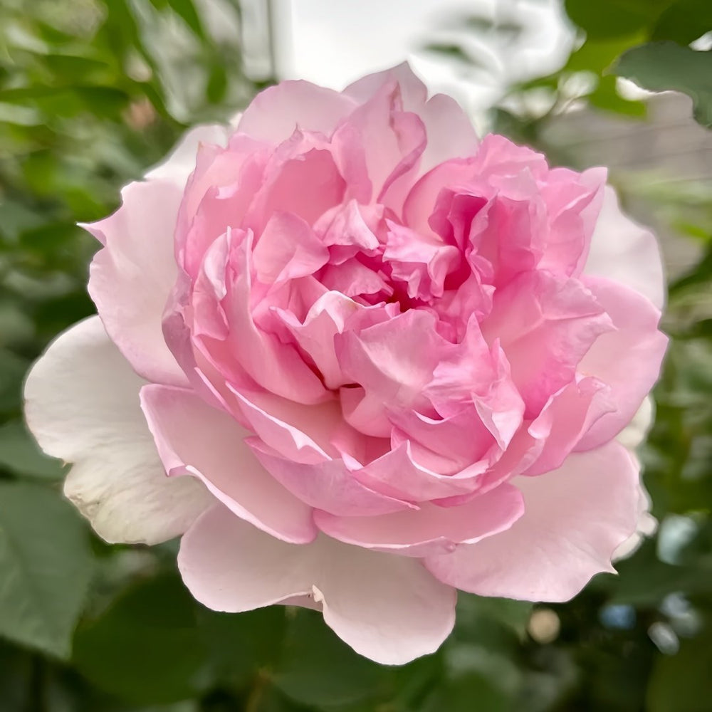 Martha Rose Plant｜玛莎 image 1