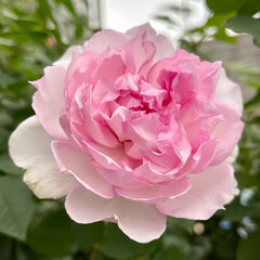 Martha Rose Plant｜玛莎 image 1