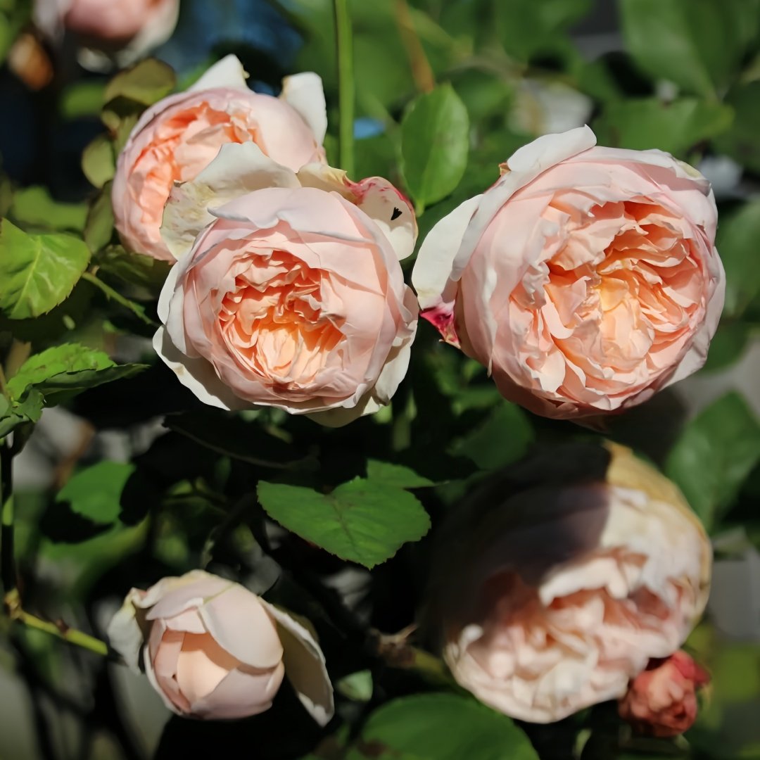 Evelyn Rose Plant｜伊芙琳 image 5